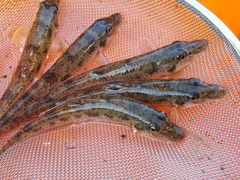 Pseudogobio esocinus