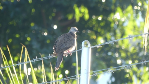 Spotted Dove