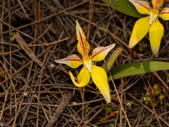 (c) Carmon, some rights reserved (CC BY-SA) Caladenia flava, photograph (c) Carmon, some rights reserved (CC BY-SA)