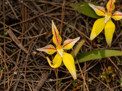 (c) Carmon, some rights reserved (CC BY-SA) Caladenia flava, photograph (c) Carmon, some rights reserved (CC BY-SA)