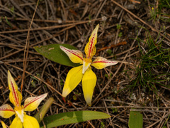 (c) Carmon, some rights reserved (CC BY-SA) Caladenia flava, photograph (c) Carmon, some rights reserved (CC BY-SA)
