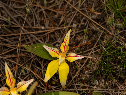 Caladenia flava, photograph 3