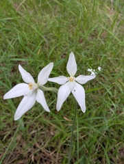 author not stated, no rights reserved Caladenia latifolia, photograph author not stated, no rights reserved