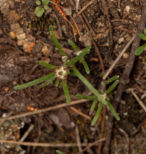 Dwarf Beauty-heads