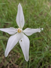 Caladenia latifolia, photograph author not stated, no rights reserved