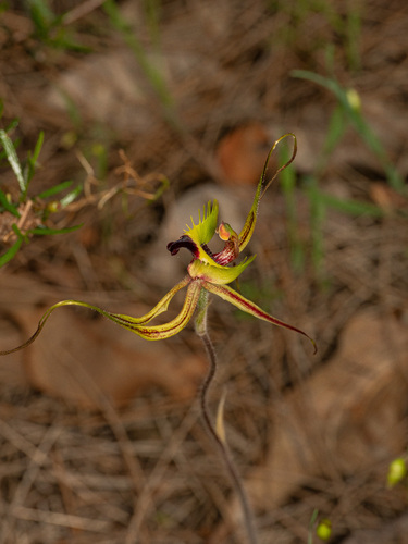 fringed mantis orchid