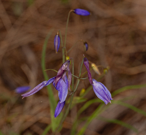 nodding blue lily