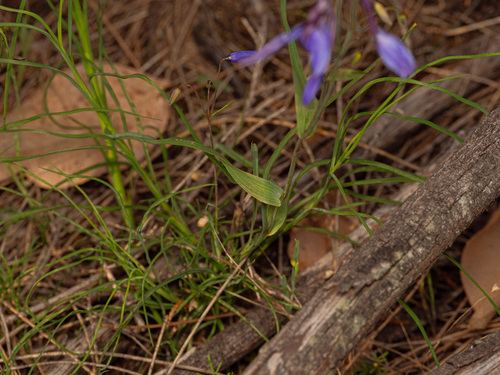 Stypandra glauca, photograph 2