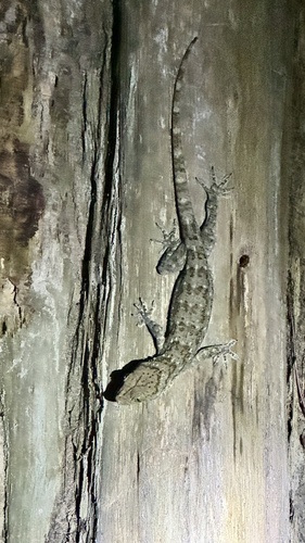 Gekko smithii observed 2026-09-23