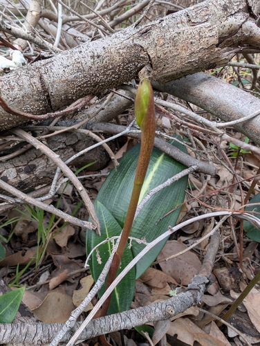 Slipper Orchid