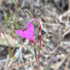Clarkia gracilis gracilis