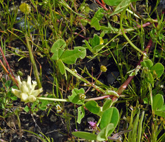 Trifolium fucatum