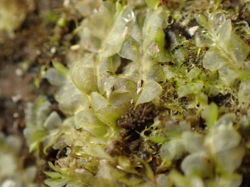Chiloscyphus polyanthos observed 2026-09-24