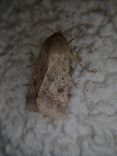 Cotton Bollworm Moth