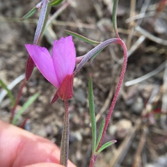 Clarkia gracilis gracilis