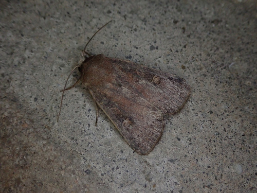 Square-spot Rustic