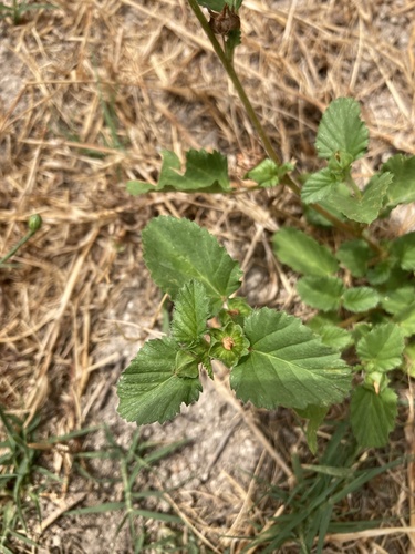 Malvastrum coromandelianum, photograph 2