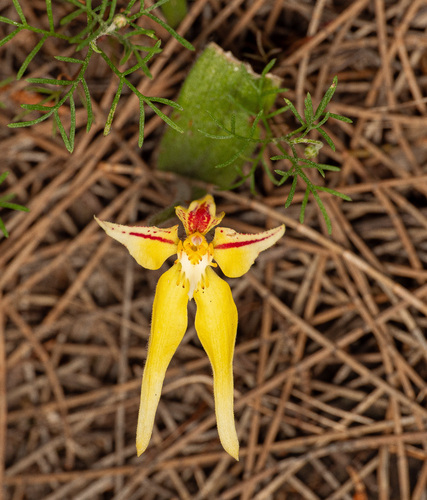 Caladenia flava, photograph 1