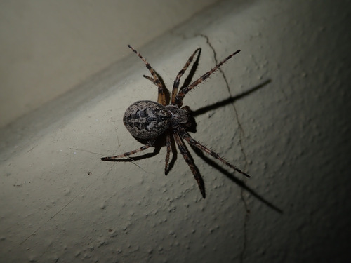 Larinioides ixobolus