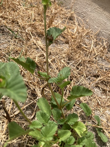 Malvastrum coromandelianum, photograph 4