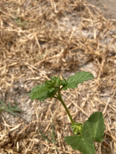 Malvastrum coromandelianum, photograph 5