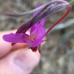 Clarkia gracilis gracilis