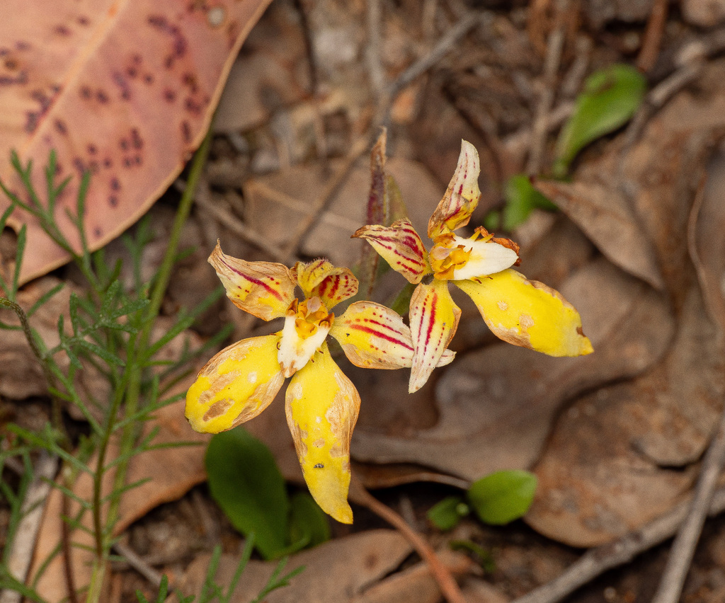 Caladenia flava; photograph (c) Carmon, some rights reserved (CC BY-SA)