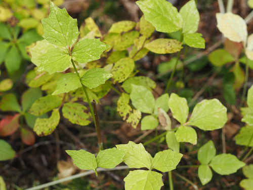Valeriana sitchensis, 2026-09-24