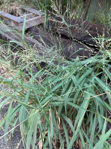 Guinea Grass