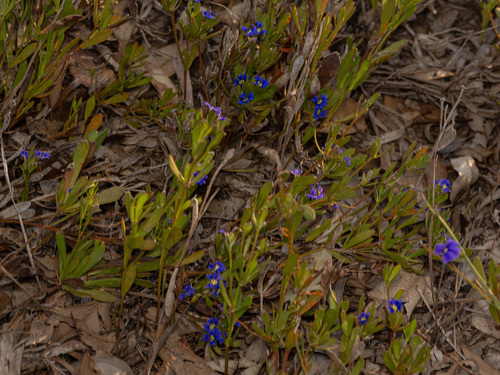 Dampiera fasciculata (Dampiera fasciculata)
