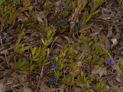 Dampiera linearis, photograph (c) Carmon, some rights reserved (CC BY-SA)