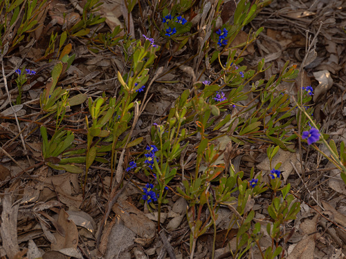 Dampiera linearis, photograph 4