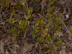 Dampiera linearis, photograph (c) Carmon, some rights reserved (CC BY-SA)
