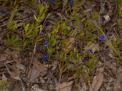 Dampiera linearis, photograph (c) Carmon, some rights reserved (CC BY-SA)