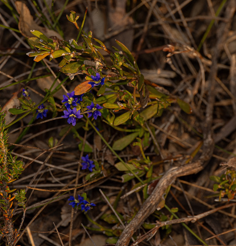 Dampiera fasciculata (Dampiera fasciculata)