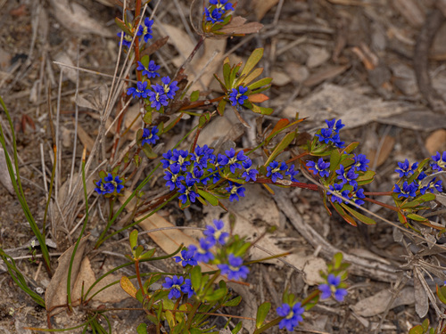 Common Dampiera