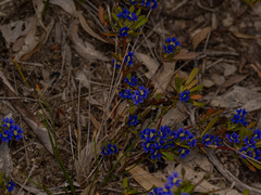 Dampiera linearis, photograph (c) Carmon, some rights reserved (CC BY-SA)