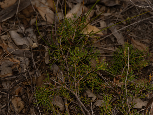 Hakea lissocarpha, photograph 1