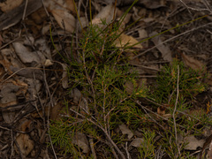 Hakea lissocarpha, photograph (c) Carmon, some rights reserved (CC BY-SA)