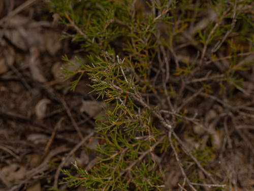 Honey Bush