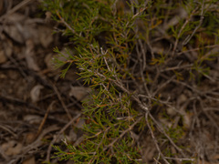 Hakea lissocarpha