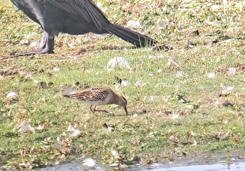 Pectoral Sandpiper
