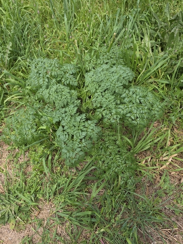 Conium maculatum, photograph 4