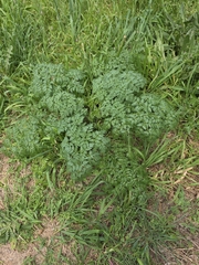 Conium maculatum, photograph (c) Ian Rainbow, some rights reserved (CC BY)
