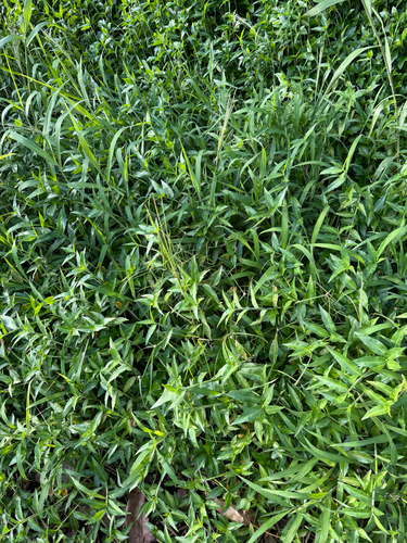 Digitaria setigera observed 2026-09-24