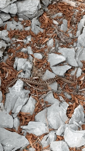 Long-nosed Viper