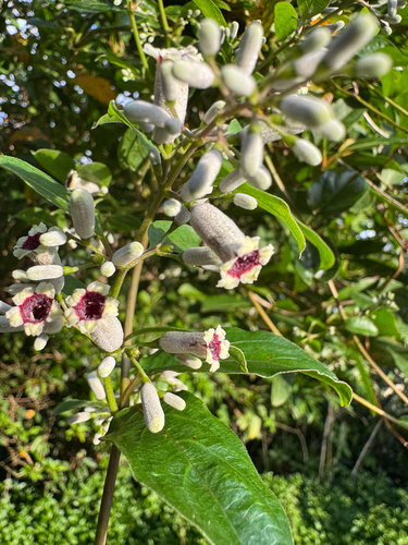 Paederia foetida observed 2026-09-24