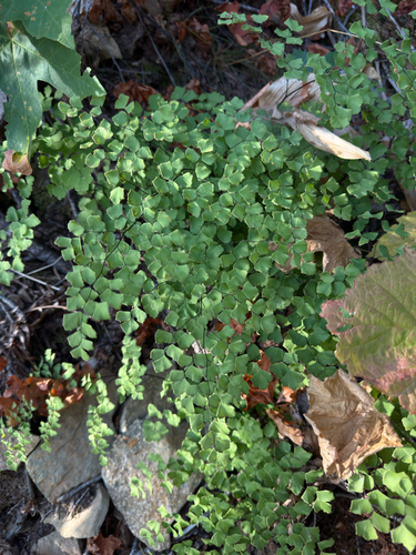 Shasta Maidenhair Fern