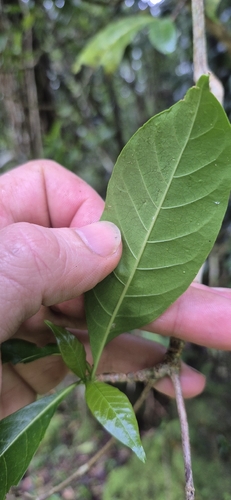 Pavetta australiensis, photograph 1