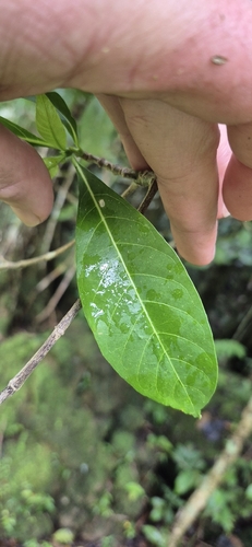 Pavetta australiensis, photograph 2